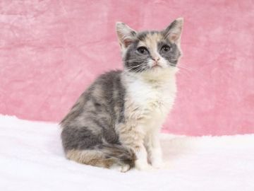 マンチカン(長足)【東京都・女の子・2021年8月17日・ブルークリームホワイト】の写真「模様が特徴的★」