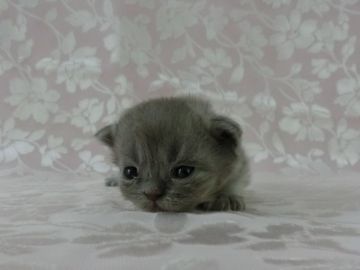 マンチカン【東京都・男の子・2017年5月24日・ブルー】の写真「足長くん」
