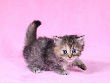 マンチカン(長足)【東京都・女の子・2020年7月14日・ブラウンパッチドタビー】の写真「かわいい子です(*´ω｀)」