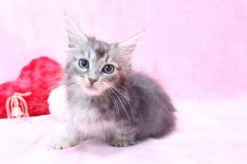 メインクーン【東京都・女の子・2021年10月7日・ブルータビー】の写真「子猫用トイレプレゼント中」