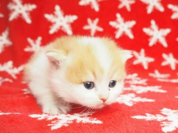 マンチカン(短足)【東京都・女の子・2018年11月20日・レッドホワイト】の写真「もこもこのかわいこちゃん」