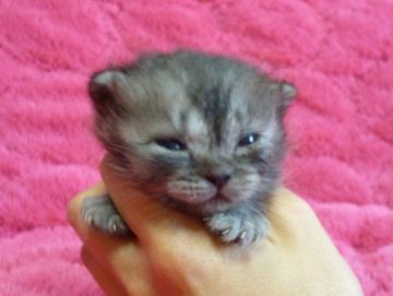 マンチカン【東京都・女の子・2016年1月24日・ブラックスモーク】の写真「パパ猫・クォードチャンピオン・めっちゃ短足」