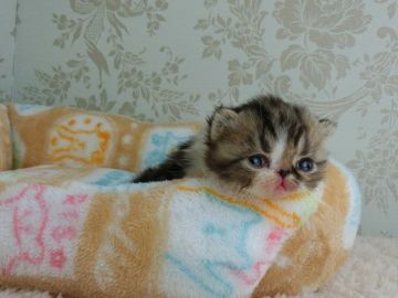 エキゾチックショートヘア【東京都・男の子・2017年1月28日・ブラウンタビーホワイト】の写真「パパ猫・ダブルグランドチャンピオン」