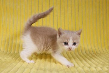 マンチカン(長足)【東京都・男の子・2021年3月30日・クリームタビーホワイト】の写真「まんまるお顔の可愛い子です」