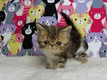 エキゾチックショートヘア【東京都・男の子・2017年1月28日・ブラウンタビーホワイト】の写真「パパ猫・ダブルグランドチャンピオン」