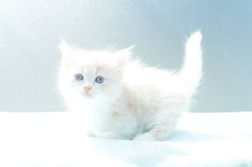 マンチカン(短足)【東京都・男の子・2022年2月8日・クリームタビー&ホワイト（セミロング〜ロング）】の写真「子猫トイレプレゼント中！！」