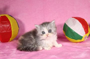 マンチカン(短足)【東京都・女の子・2020年12月5日・ブルークリームホワイト】の写真「コロコロ成長してます♫」