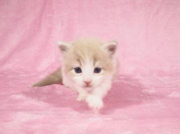 メインクーン【東京都・男の子・2020年6月18日・クリームタビーホワイト】の写真「むちむちコロコロに成長中♫」