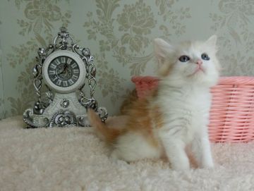 メインクーン【東京都・女の子・2017年3月2日・クリームタビーホワイト】の写真「パパ猫ちゃん・ダブルチャンピオン」