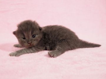 マンチカン(長足)【東京都・男の子・2020年7月14日・ブルータビー】の写真「かわいい子です(*´ω｀)」