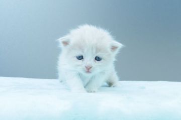 マンチカン(長足)【東京都・男の子・2022年2月12日・クリームタビーホワイト（セミロング〜ロング）】の写真「もふもふ」