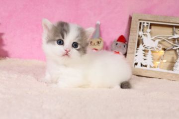 マンチカン(短足)【東京都・女の子・2020年11月12日・ブルーホワイト】の写真「ふわふわコロコロ可愛い子です」