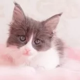 メインクーン【東京都・女の子・2024年6月28日・ブルー&ホワイト】の写真1