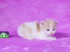 メインクーン【東京都・男の子・2020年9月18日・クリームタビーホワイト】の写真1