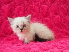 ミヌエット【東京都・男の子・2017年8月3日・ブルーポイント】の写真1