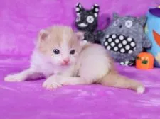 メインクーン【東京都・男の子・2020年9月18日・クリームタビーホワイト】の写真2