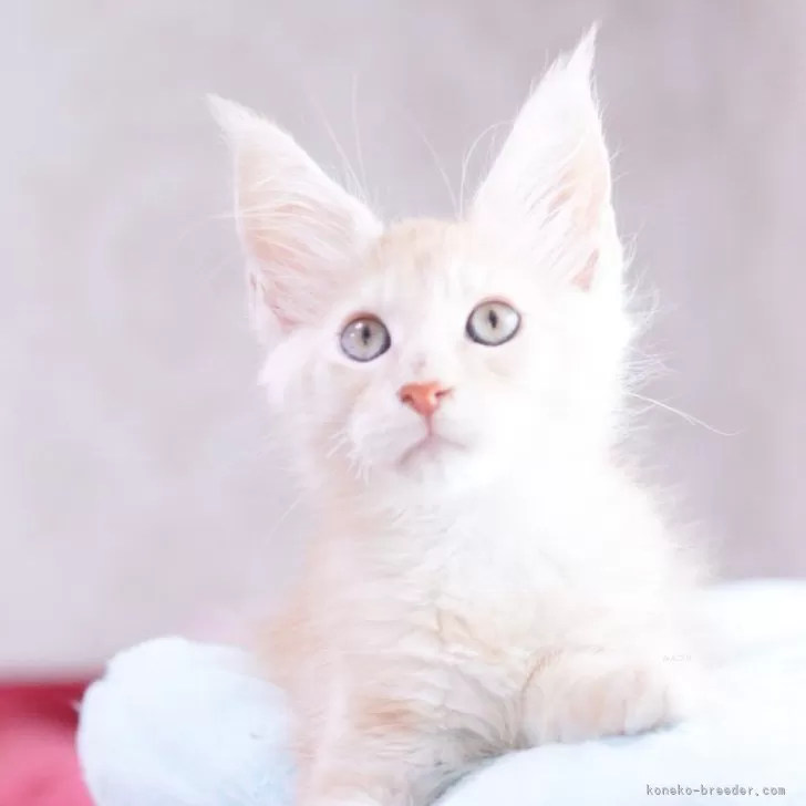 ID:2504-03390の子猫