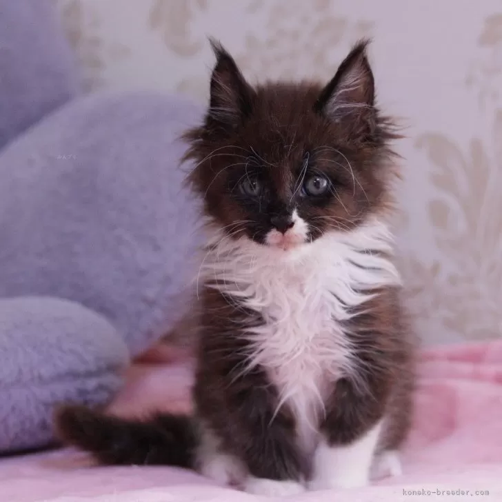 みっきい 様のお迎えした子猫