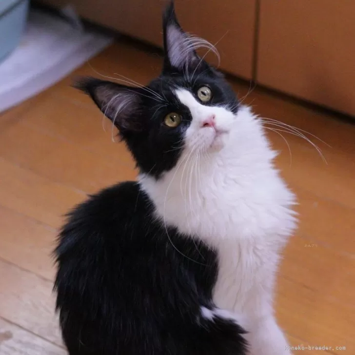 ID:2412-02839の子猫