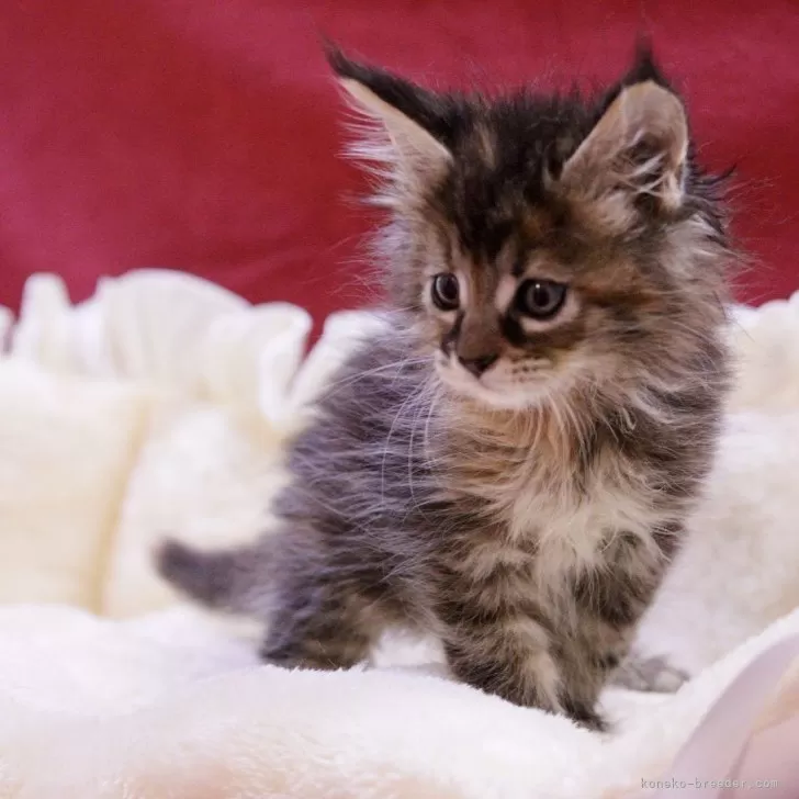 ID：2505-02071の子猫