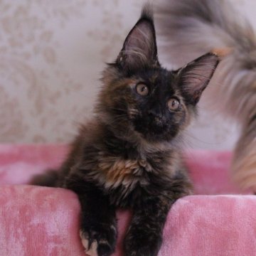 メインクーン【東京都・女の子・2025年3月24日・トーティ】の写真「パパ猫外産、甘えん坊でいいこです」