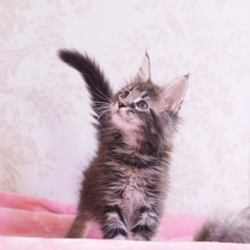 メインクーン【東京都・女の子・2025年9月8日・ブラウンタビー】の写真「元気に成長中」