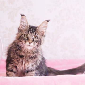 メインクーン【東京都・女の子・2025年7月25日・ブラウンタビー】の写真「元気に成長中」