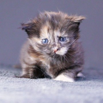 メインクーン【東京都・女の子・2025年10月13日・ブラウンパッチドタビー】の写真「ひとりっ子ちゃん」