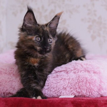 メインクーン【東京都・女の子・2025年3月24日・トーティ】の写真「パパ猫外産」