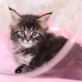 メインクーン