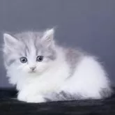 ミヌエット(短足)【東京都・男の子・2025年3月22日・ブルーシルバータビー&ホワイト】の写真1