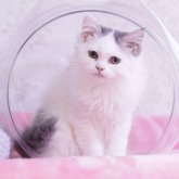 マンチカン(長足)