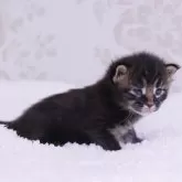 メインクーン