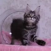 メインクーン【東京都・女の子・2025年9月8日・ブラウンタビー】の写真1