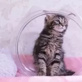 メインクーン