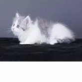 ミヌエット(短足)【東京都・男の子・2025年3月22日・ブルーシルバータビー&ホワイト】の写真4