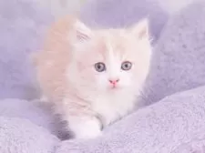 マンチカン(短足)【東京都・男の子・2024年12月30日・クリームタビー&ホワイト】の写真5