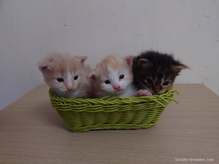 浅野奈央ブリーダーのブログ：2025/11/12生まれ