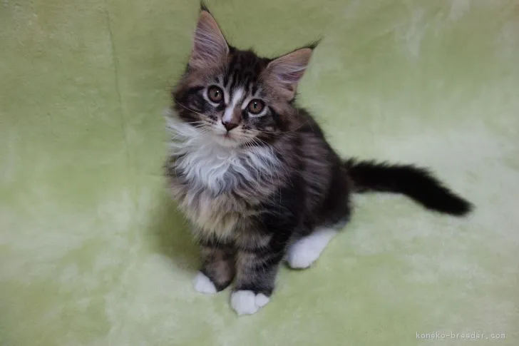 ID:1901-00845の子猫