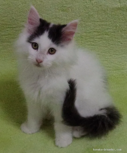 ID：2101-00853の子猫