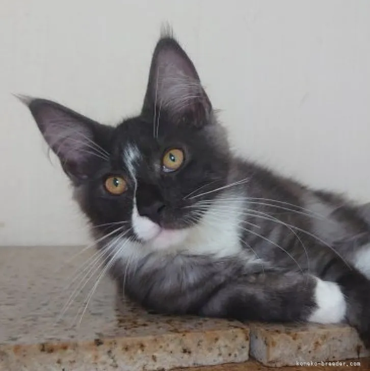 ID：2305-02930の子猫
