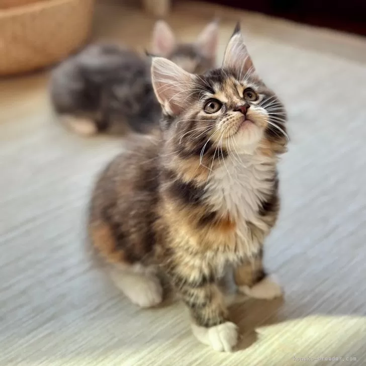 ID：2411-01121の子猫