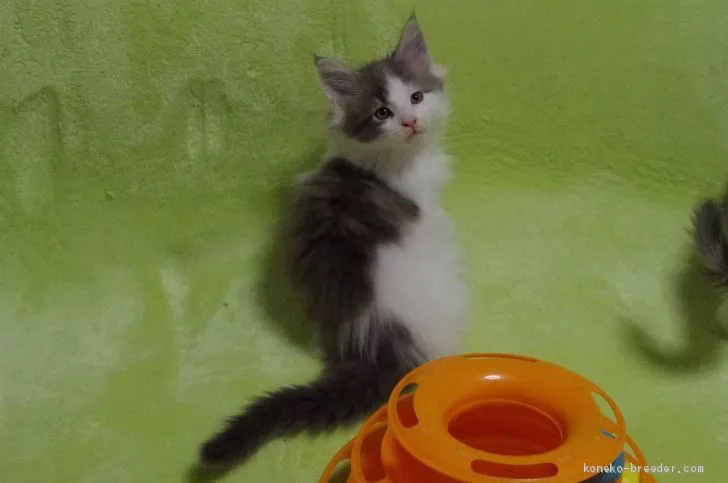 N.H 様のお迎えした子猫