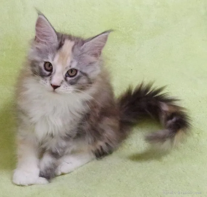 D.K 様のお迎えした子猫