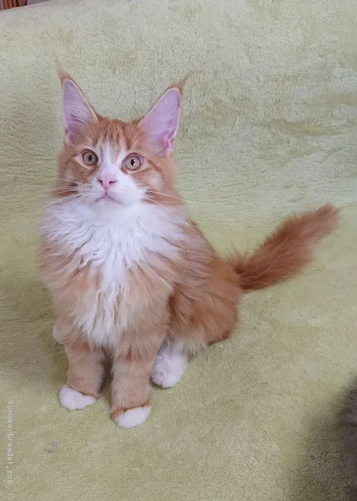 ID:2012-01013の子猫