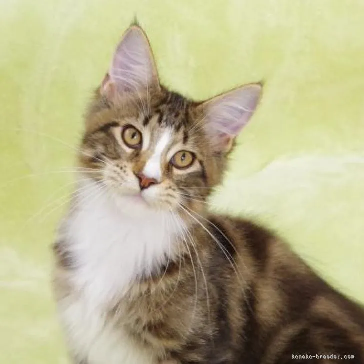 ID：2209-02102の子猫