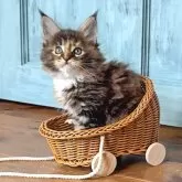 メインクーン【兵庫県・女の子・2024年9月15日・ブラウンパッチドタビー&ホワイト】の写真4