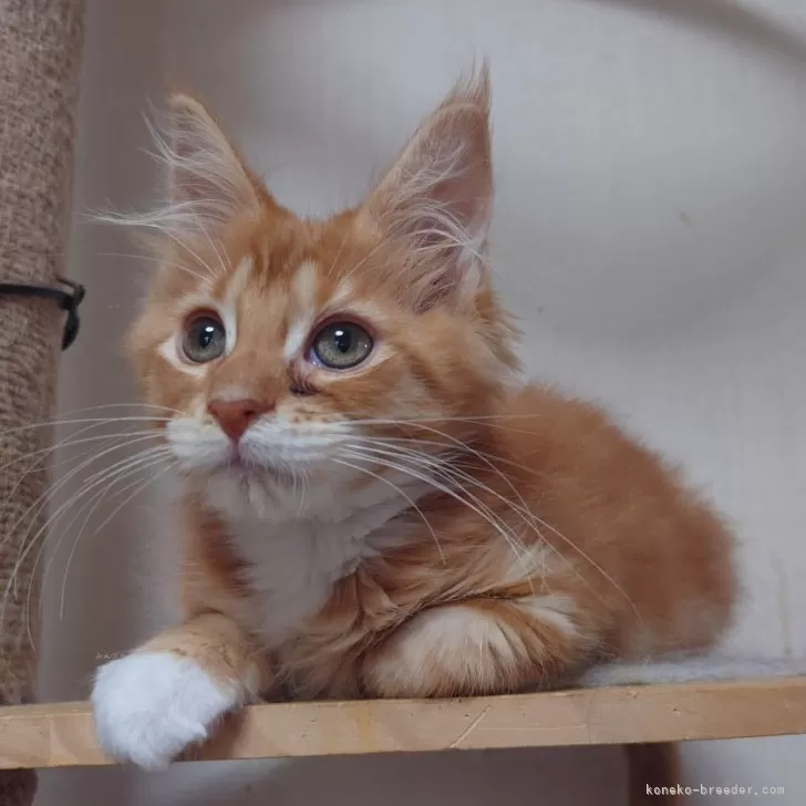 ID：2505-01303の子猫