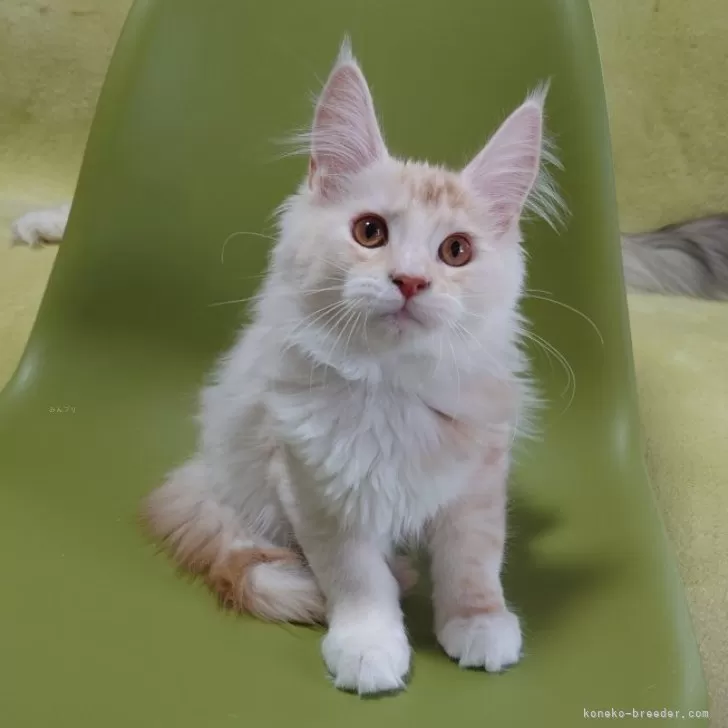 ID：2503-01254の子猫
