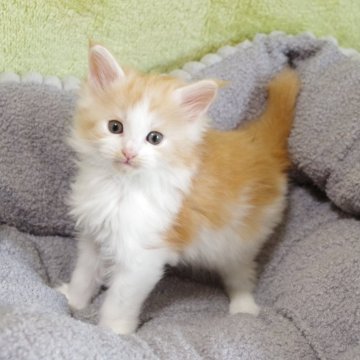 メインクーン【兵庫県・男の子・2025年11月12日・カメオタビー&ホワイト】の写真「キレイな濃いカメオです。」